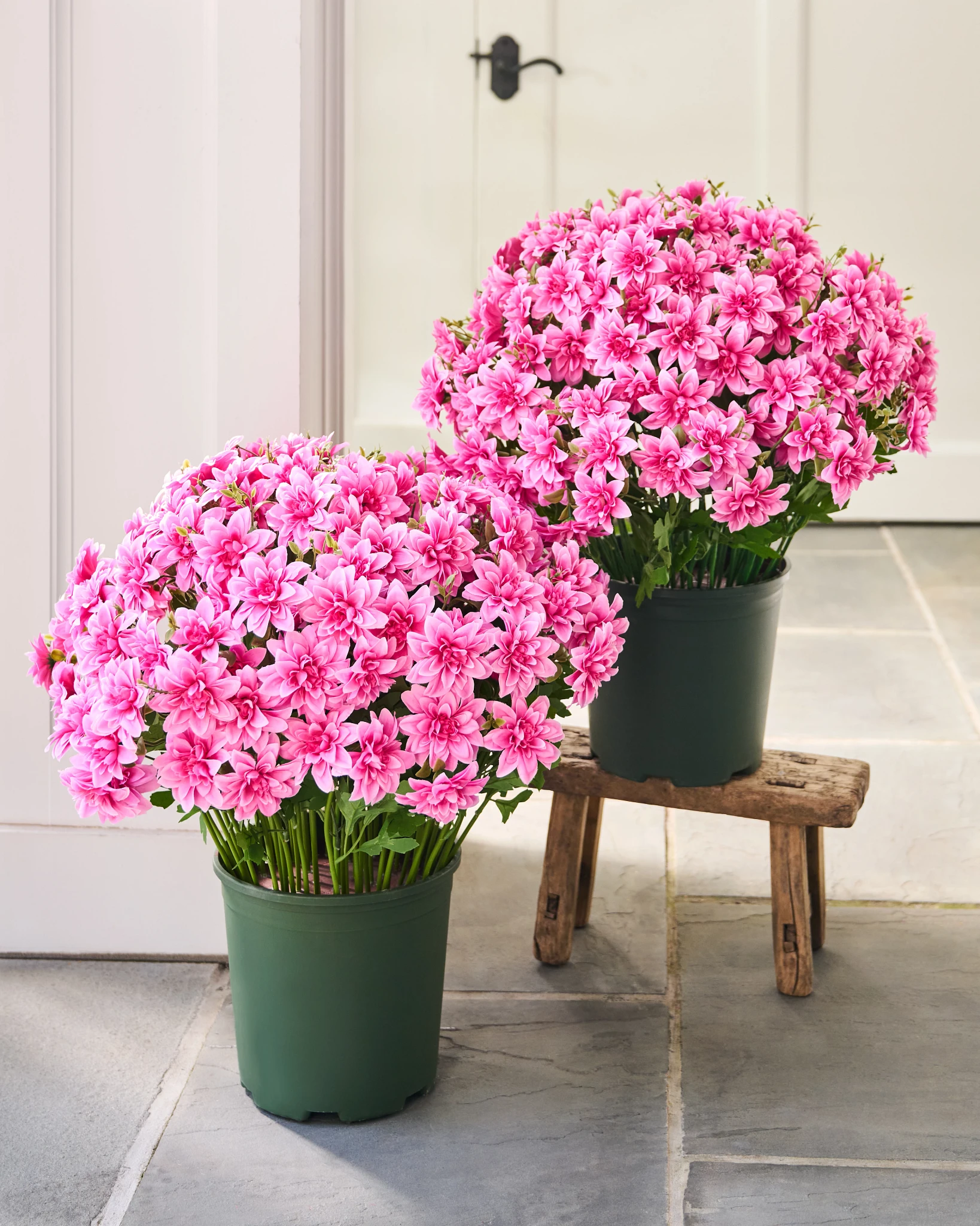 Encher de Vasos de Dahlia Rosado ao Ar Livre