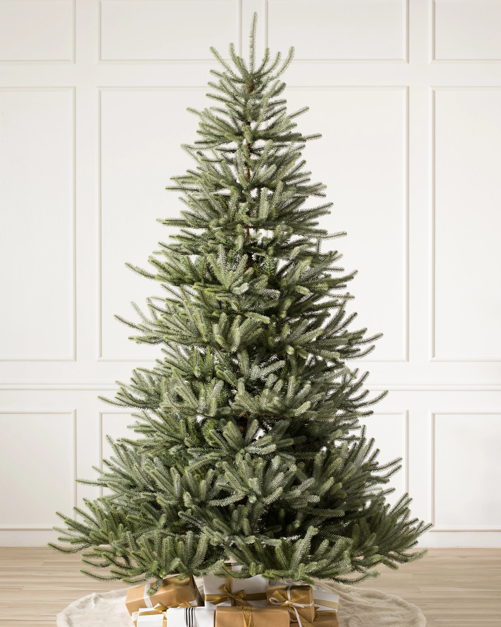 Sanibel Spruce