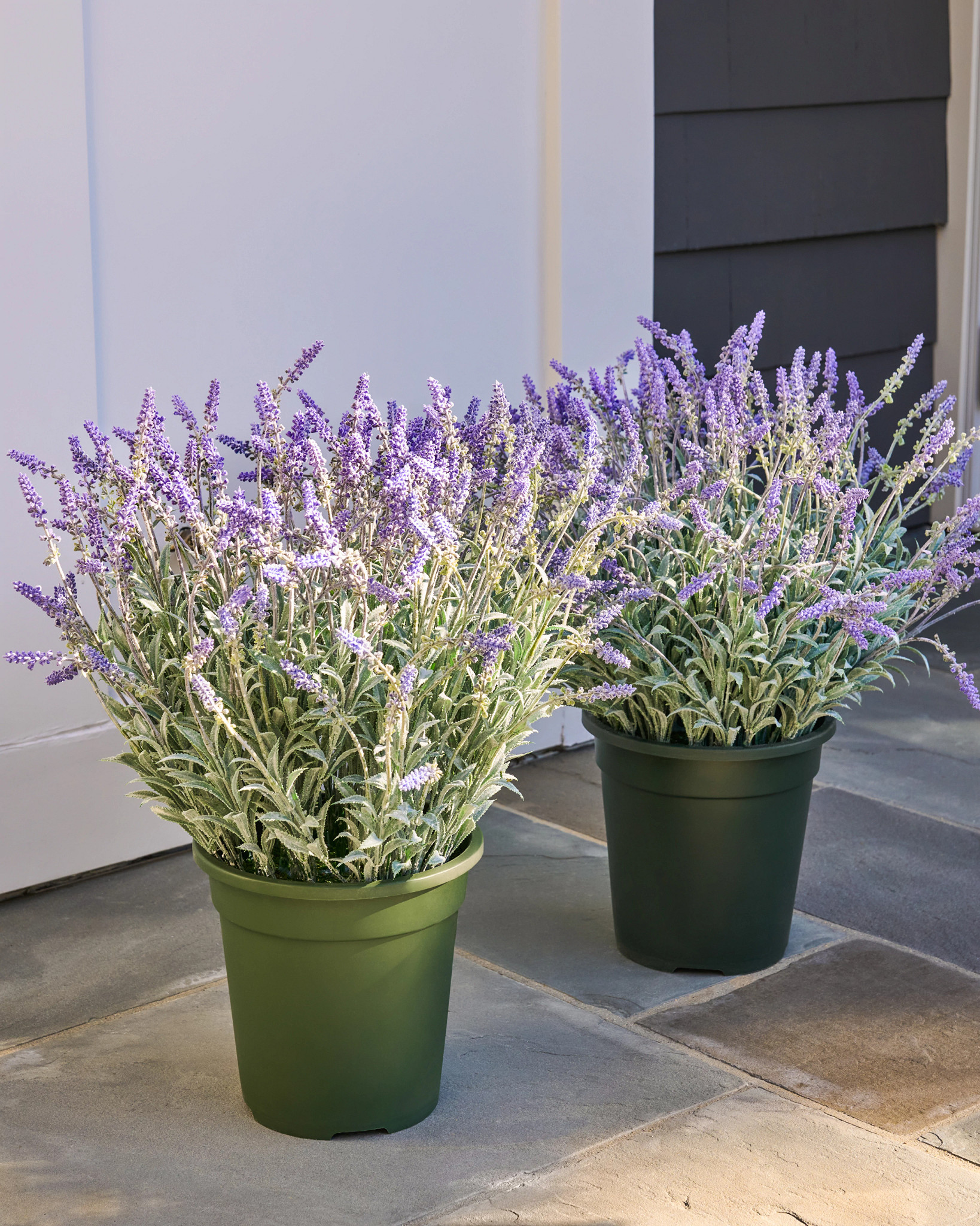 Preenchimento de Vasos para Campo de Lavanda ao Ar Livre