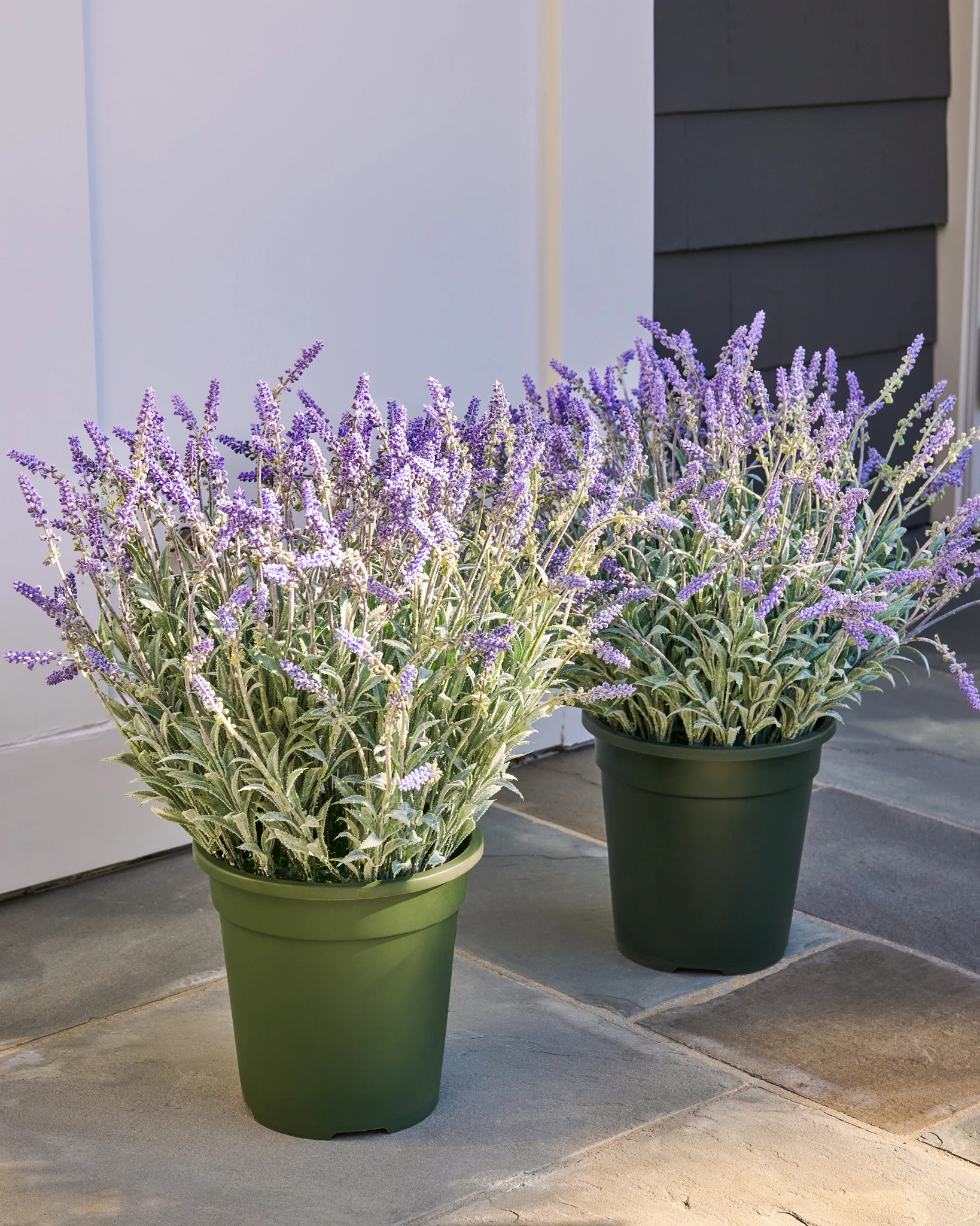 Preenchimento de Vasos para Campo de Lavanda ao Ar Livre