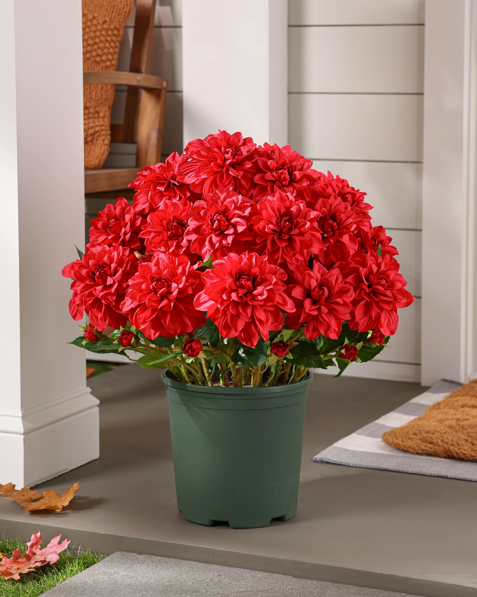 Enchimento de Vasos de Dahlias Vibrantes Laranja ao Ar Livre
